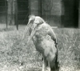 Ein Paar von Großen Indischen Marabu-Störchen im London Zoo, September 1923